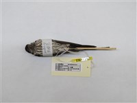 藏品(赤腰燕)的圖片